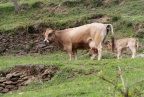 Vacca con vitello