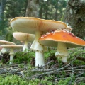 Funghi - Amanita Muscaria