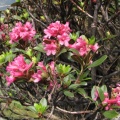 Flora del parco dell'Adamello - Rododendro